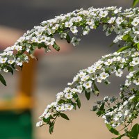 Спирея :: Игорь Сикорский