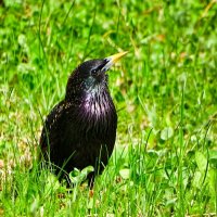 Скворец в городском саду. :: Милешкин Владимир Алексеевич 