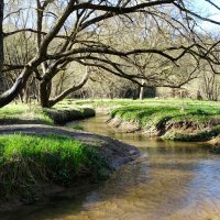 Весенний парк. :: Милешкин Владимир Алексеевич 
