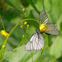 Летний этюд :: Valentina K