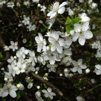 Апрельское цветение :: Рита Симонова