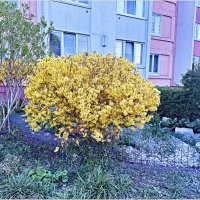 Форзиция. :: Валерия Комова