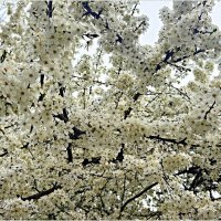 Весеннее цветение. :: Валерия Комова