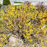 Форзиция :: Veera V