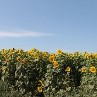 ПОДСОЛНУХИ ЗРЕЮТ НА ПОЛЕ :: Валентина 