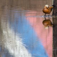 Московский огарь :: Максим Должанский