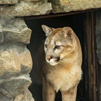 ПУМА :: Аркадий Лаптенко