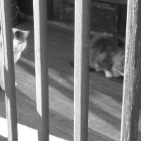 Мечты о ч/б Лейке 105. :: Михаил Елочкин