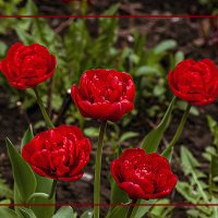 Фотозарисовка цветов :: Владимир Кроливец