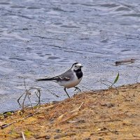 Привет! Давно не виделись! :: Валентина  Нефёдова 