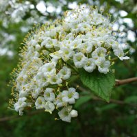 "Цветет калина цветом белым у окна, Качает ветками кудрявыми она..." :: Галина 