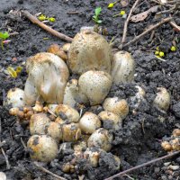 В парке растут не тлько цветы... :: Юрий Словецкий