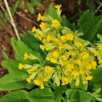 Такая разная примула (примула верис) :: Светлана 