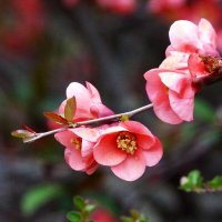 Японская  айва :: Валентин Семчишин