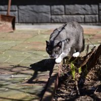 кис кис :: Константин Сафронов