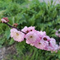 Зацвели :: Татьяна Пальчикова