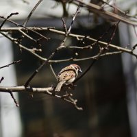 маленький орёль :: Константин Сафронов