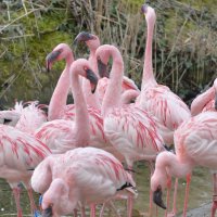 лейпциг2026 :: Алексей Короткевич