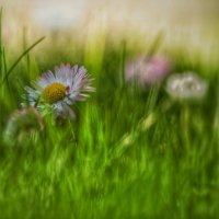 °°°°°° :: Георгий Никонов