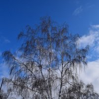 И стоит береза в сонной тишине... :: Надежда 