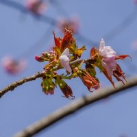 Пробуждение... :: Владимир Жданов