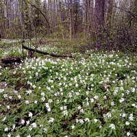 Ковры ветреницы дубравной в лесу. :: Лия ☼