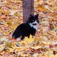 Чёрное на золотом! :: Надежда 