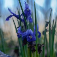 Синеглазые. :: Николай 