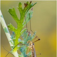 Комар долгоножка(Nephrotoma). :: Александр Григорьев