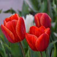 Ярколикие дети Весны... :: Надежда Куркина 