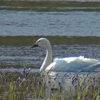 малый или тундровой лебедь :: gawrilа - dan