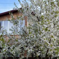 И  вновь в наряде снежном вишни... :: Надежда Куркина 