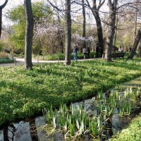 Апрель в Аптекарском огороде :: Лидия Бусурина