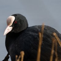 Лысуха :: Владимир Лазарев