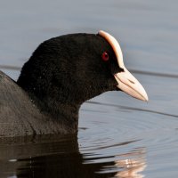 Лысуха :: Владимир Лазарев