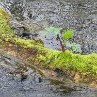 остров невезения :: Сеня Белгородский