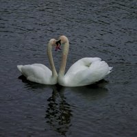 Уже ВЕСНА - Любовь ЗЛА :: Владимир Максимов