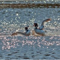 Брачные игры чомг :: Валентин Котляров