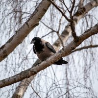 *** :: Геннадий Порохов