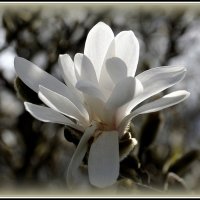 Магнолия цветет :: Aleksandr Gal