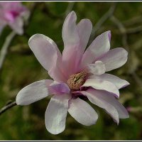 Магнолия :: Aleksandr Gal