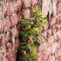 Чистотел может и в стене расти :: Игорь Сикорский