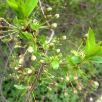 Весеннее :: Елена Семигина