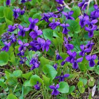 Первые фиалочки :: Светлана 