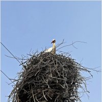 В гнезде. :: Валерия Комова
