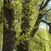 Апрельские этюды :: Рита Симонова