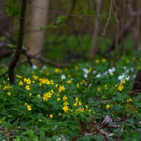 В заброшенном парке. :: Константин Белоногов