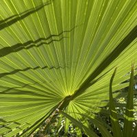 "Зонтик" :: Олег 