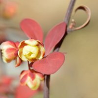 Барбарис :: Надежда Куркина 