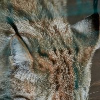 РЫсь :: Александр Леонов